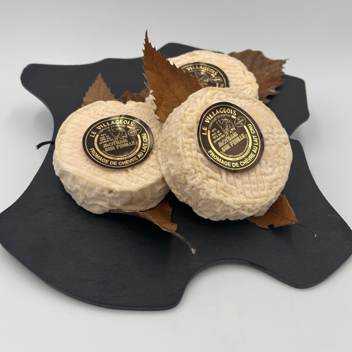 Mothais sur Feuille – Image 2