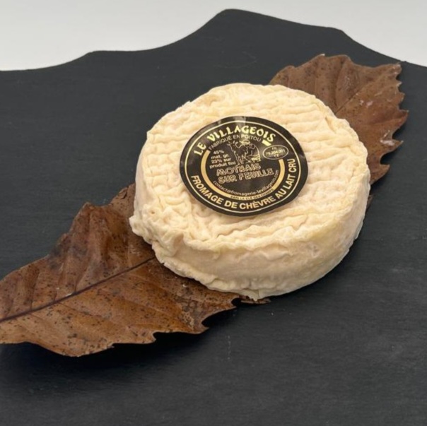 Mothais sur Feuille – Image 4